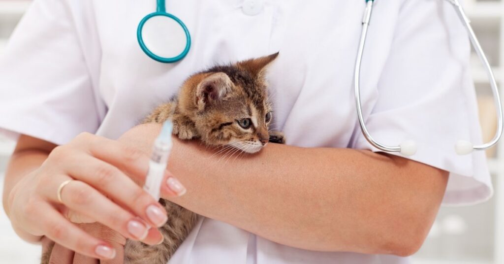 Bali'de hayvan kurtarma operasyonu sırasında aşı hazırlarken küçük bir kedi yavrusunu tutan veteriner.