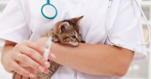 Bali'de hayvan kurtarma operasyonu sırasında aşı hazırlarken küçük bir kedi yavrusunu tutan veteriner.