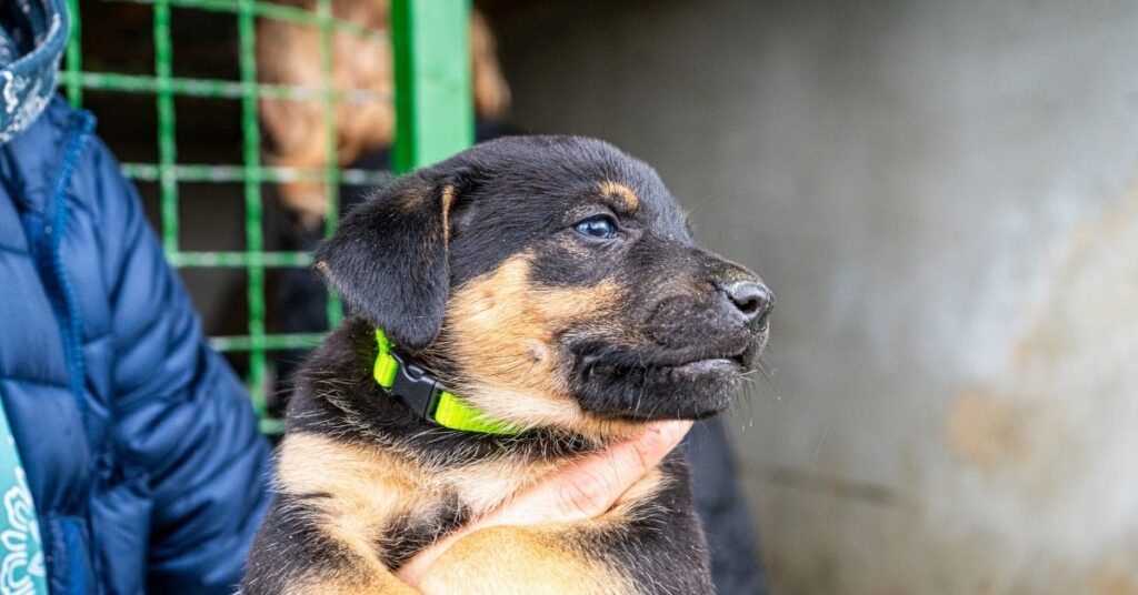 Rescued bali puppy being held gently by animal rescue in bali