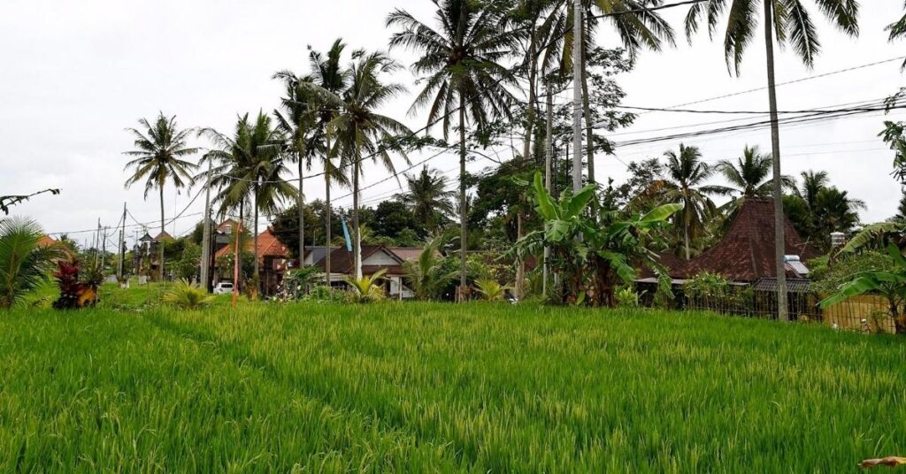 Ubud rice fields and village homes, green, artsy, wellness-focused living in cooler uplands.
