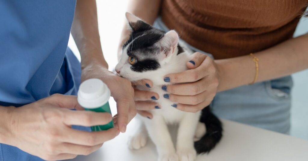 Vet and guardian giving medicine to a rescued stray cat in bali.