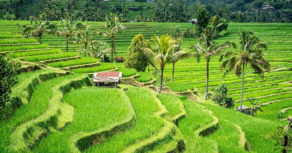 Les rizières en terrasses de Jatiluwih à Bali, entourées de palmiers et de paysages tropicaux, sont d'un vert luxuriant.