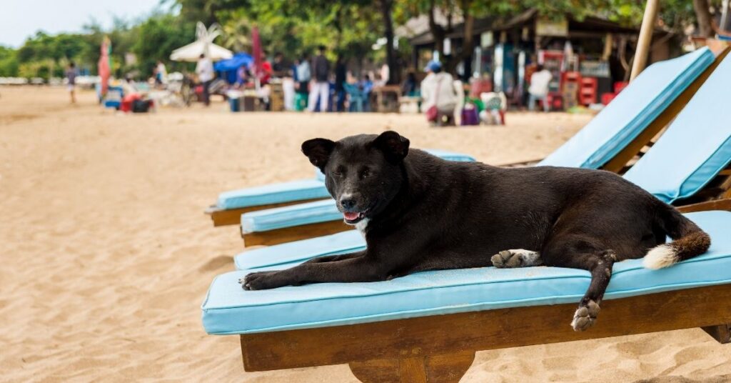 Relaxed stray bali dog lying on a sunbed at a busy bali beach.