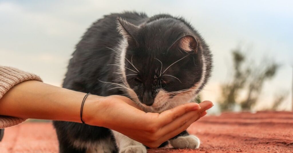 Visa-indonesia team gently helping a stray black-and-white cat in bali.